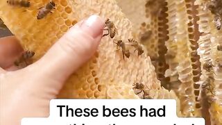 ???? bee
