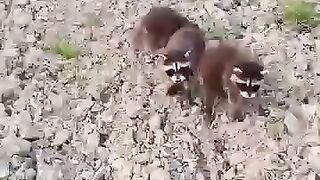 This man found three raccoons on the road and then adopted them #animalshorts #shortvideo