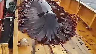 Giant Sea Monsters Caught by Fishermen! ????????#GiantSeaCreatures #FishingDiscoveries #OceanMysteries