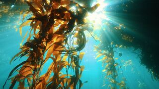 Are Underwater Farms the Future of Food? | Our Frozen Planet