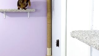 New Shelf For My Cat