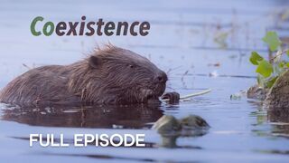 Meet the Beaver Architects of Vienna | Coexistence
