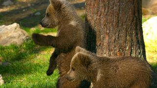 Close  For These Brown Bear Cubs | 4K UHD | Seven Worlds One Planet