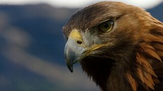POV: Eagle Flight | Natural World: Super Powered Eagles
