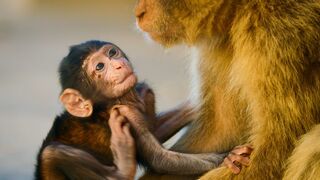 Infant Macaque Kidnapped | 4K UHD | Seven Worlds One Planet