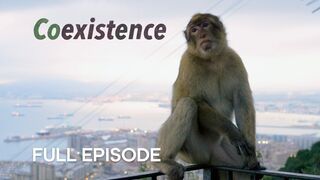The Last Wild Monkeys in Europe | Coexistence