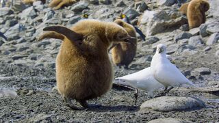 Baby Penguin Loses Parents | 4K UHD | Seven Worlds One Planet