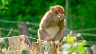 Monkeys Break Into Farm | 4K UHD | Japan: Earth's Enchanted Islands
