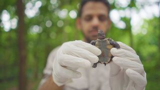 Sniffer Dogs Saving Tortoises | Reports From The Frontline