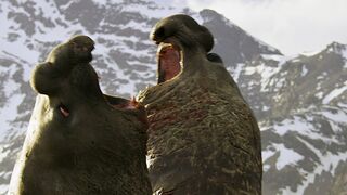 Battle Between Two Bull Elephant Seals | 4K UHD | Seven Worlds One Planet
