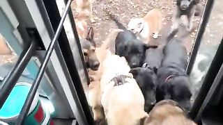 Dog has come to bus