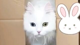 smart cat