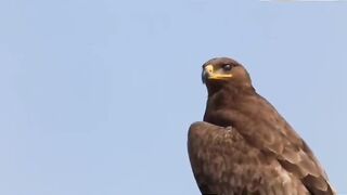 Amazing facts Falcon