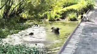 Smart happy dogs