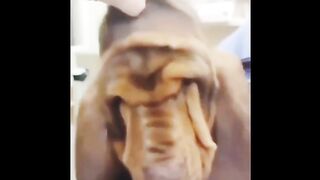 Dog discovers vision | hahaha