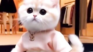 #cat cute