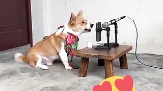 dolphin ayan viral video / Link and full video available full video viral full video funny viral TikTok