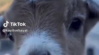 Komik Hayvan Sesleri | Funny Animal Sounds ????????????????????????????????