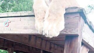 Good morning lion boops! Sahara, Sarabi, Timba & Vati ????❤️