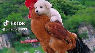 cuộc sống bình dị ???????????? #xuhuong #funnyvideos #videoviral #dog #cutedog #fyp