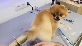 Cute Cat