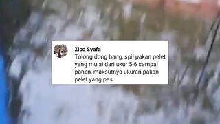 Tolong spill pakan pelet untuk bibit lele ukuran 5-6cm sampai panen
