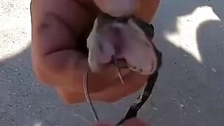 A couple saved a baby crocodile and then this happened _animalshorts _shortvideo(
