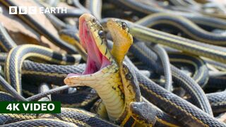 How Do Female Snakes Pick a Mate? | A Perfect Planet | 4K UHD