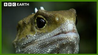The Reptile Who Walked With Dinosaurs | Narrated by Benedict Cumberbatch