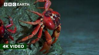 50 Million Red Crabs Take An Epic Trek to the Coast | Perfect Planet | 4K UHD