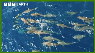 Mob of Sharks Ruthlessly Hunt Fish | Asia