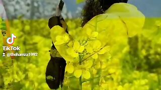 Hamza Arts love songs 46