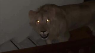 Lion in the house  أسد في المنزل فقط تخيل