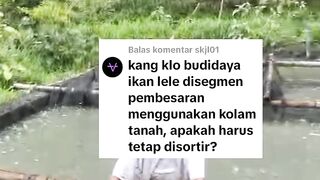 Kalau dikolam tanah apa masih harus disortir❓