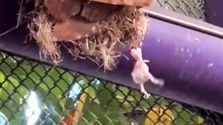 This girl took in a baby parrot that had fallen from its nest and then _parrot _babyparrot _short