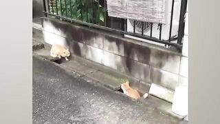 MEGA CAT COMPILATION TIKTOK!