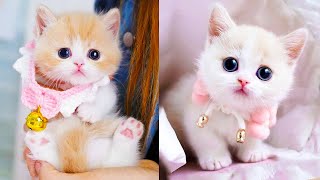 Cute Funny cats