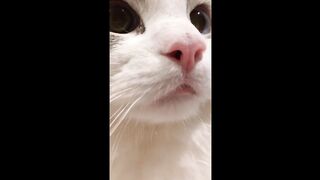 Cute cats