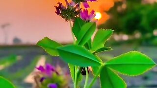 Nature beauty