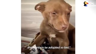 This Adorable Puppy Wouldn’t Stop Smiling in Her Shelter Kennel