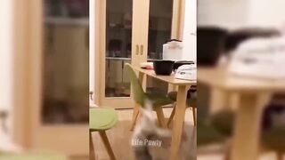 Funniest Animals 2023 ???? Funniest Cats and Dogs ????????