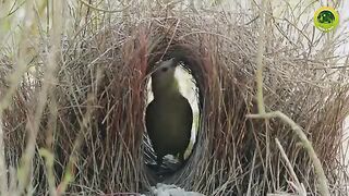Different Bird Nests