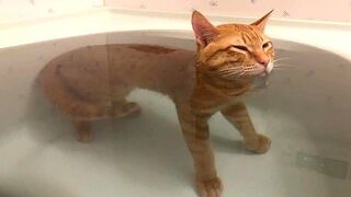 BEST CAT MEMES COMPILATION OF 2023 PART 1