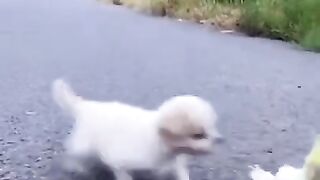 Funny dog and funny parrot