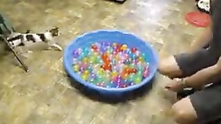 Cute cats are playing ????????♥️♥️♥️♥️♥️♥️