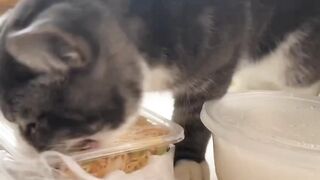 Hungry cat