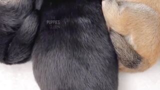 Cute puppy