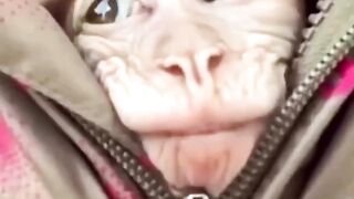 Cutr mounky