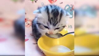 very cute kitten makes me laugh