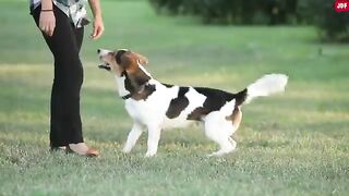 16 ways You Are Hurting Your Dog Without Realizing